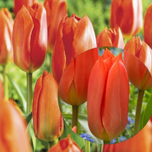 Tulipa 'Orange Brilliant' - Tulp 'Orange Brilliant' 